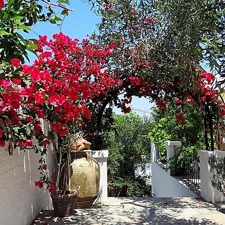 Harry's 4* Gaios